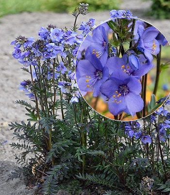 Синюха "Bressingham Purple" 