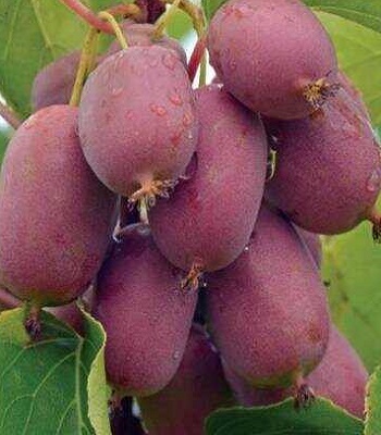 Актинідія аргута "Bingo" 