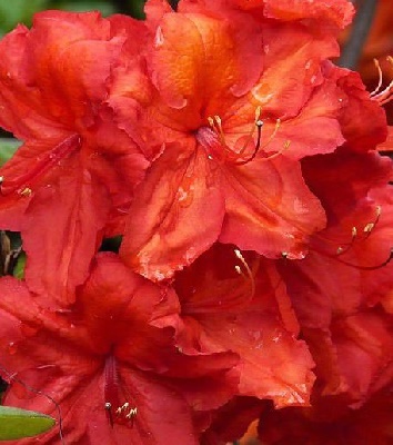 Азалія "Feuerwerk" 