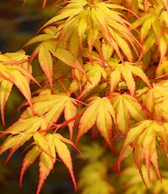 Клен пальмолистний "Katsura"