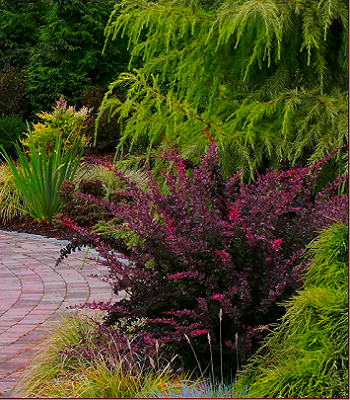 Барбарис "Carmen" 