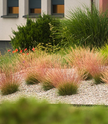 Festuca glauca "Sunrise" 