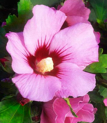 Гібіскус деревовидний "Mauve Queen" 