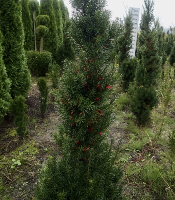 Тис ягідний "Fastigiata Robusta" 