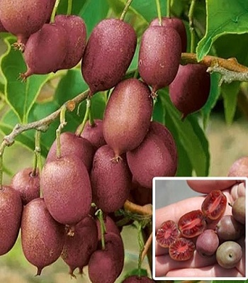 Актинідія аргута "Ken's Red" 