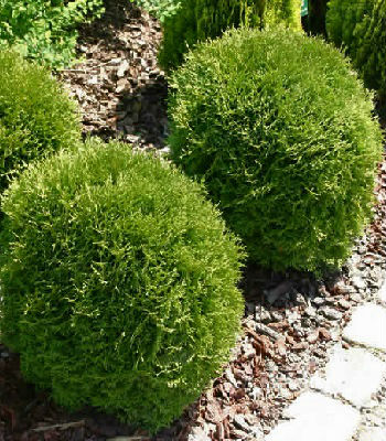 Туя західна "Daniсa" 