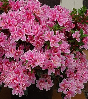 Азалія японська "Pink Poetry"
