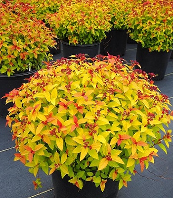 茶 teressa Кофеварка 