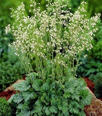 Гейхера "Schneewittchen" 