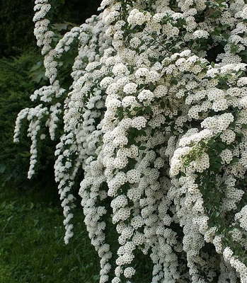 Спірея ніппонська "June Bride"