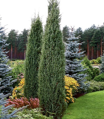 Ялівець звичайний "Meyer" 