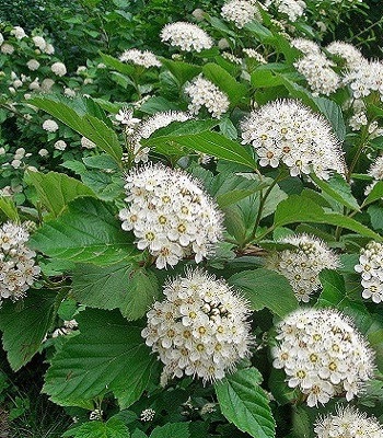 Пухироплідник зеленолистий