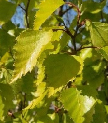 Береза плакуча "Golden Obelisk" 