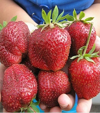 Полуниця (клубніка) "Мальвіна" (10 шт).