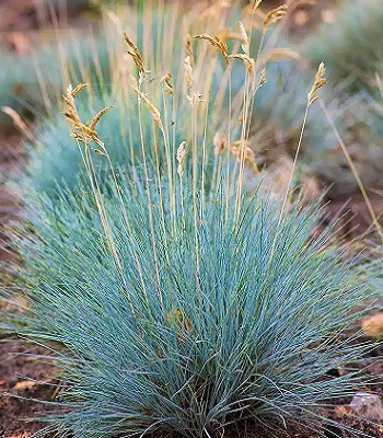 Festuca glauca "Blue Select" 