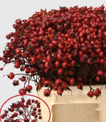 Троянда "Magical Delight"