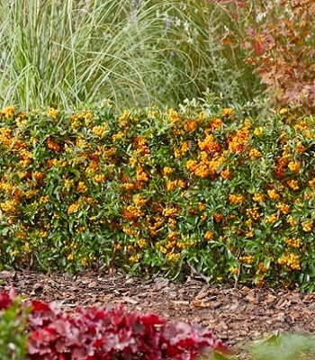 Піраканта "Soleil  d' Or" 