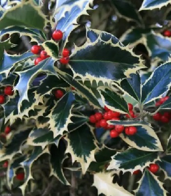 Падуб "Handsworth New Silver" 