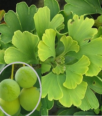 Гінкго Білоба