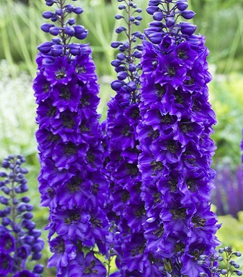 Дельфініум "Magic Fountain Dark Blue/Dark Bee"