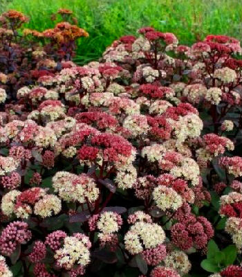 Очиток "Moonlight Serenade" 