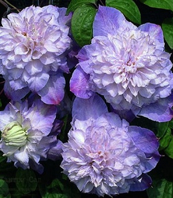 Клематис "Veronica's Choice" 