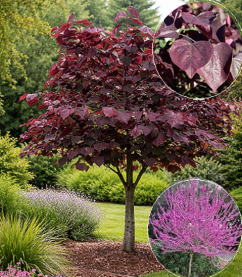 Церцис "Forest Pansy"