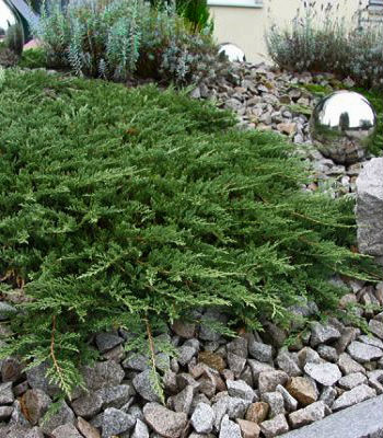 Ялівець горизонтальний "Prince of Wales" 