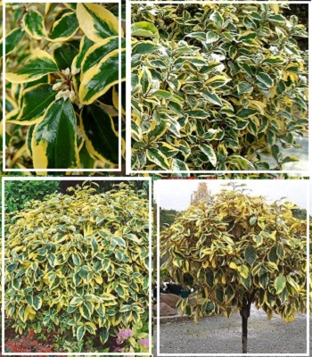 Елеагнус Еббінге "Gilt Edge" 