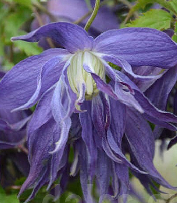 Клематис (княжик) "Blue Surprise"