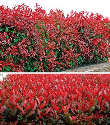 Фотінія "Carre Rouge"