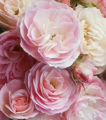 Троянда мускусна "Bouquet Parfait"
