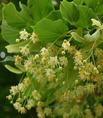 Липа серцевидна