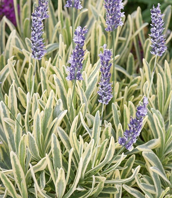 Лавандин "Platinum Blonde" 