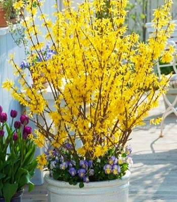 Форзиція "Minigold" 