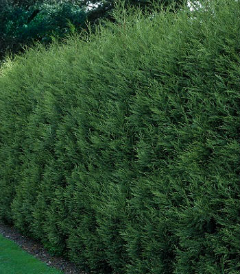 Купрессоципарис "Castlewellan"