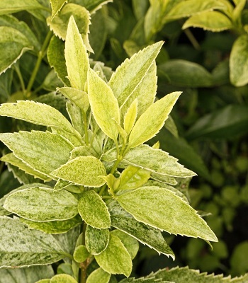 Форзиція "Era" 