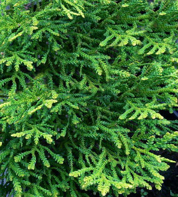 Туєвик долотовидний "Nana" 