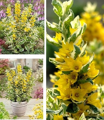 Вербейник "Alexander" 