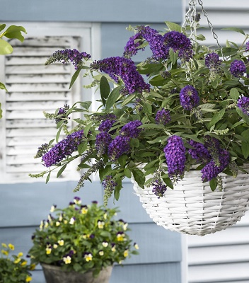 Будлея "Dreaming Purple"