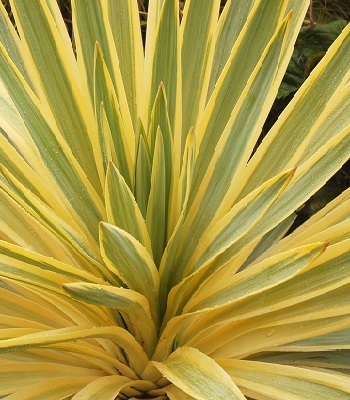 Юкка "Citrus Twist"