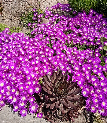 Делосперма "Sundella Neon" 