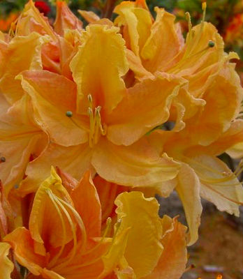 Азалія "Golden Lights"