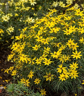 Кореопсіс "Zagreb" 