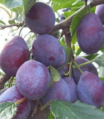 Слива "Герман" 