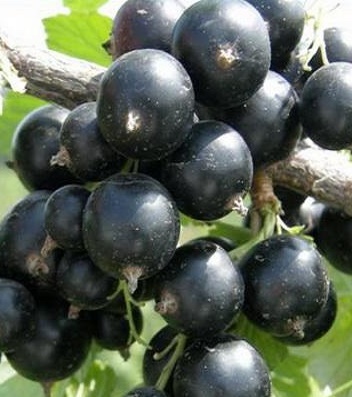 Смородина "Гоферт" 