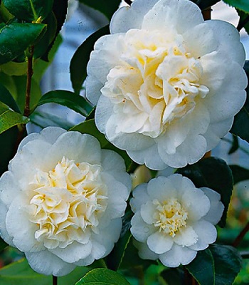 Камелія японська "Nobilissima"