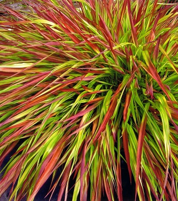 Hakonechloa macra "Mulled Wine" 