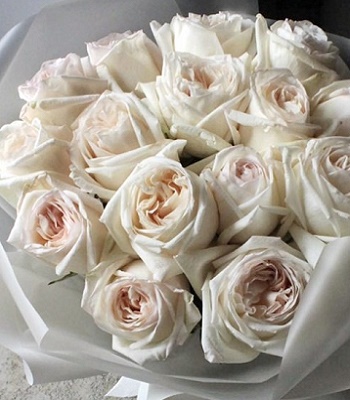 Троянда піон "White O'Hara"