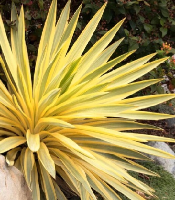 Юкка "Citrus Twist"